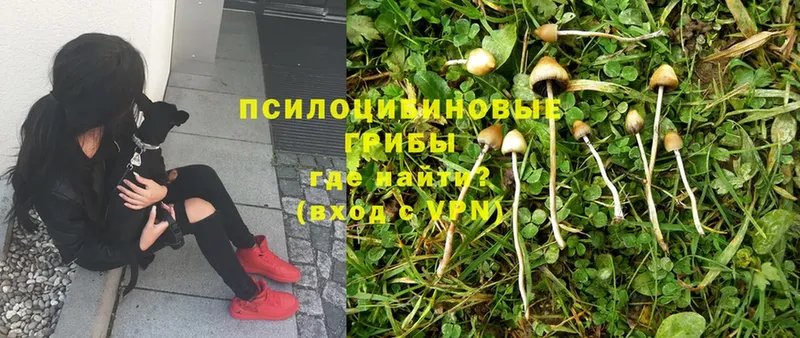 Галлюциногенные грибы Magic Shrooms  ОМГ ОМГ ONION  Верхнеуральск 